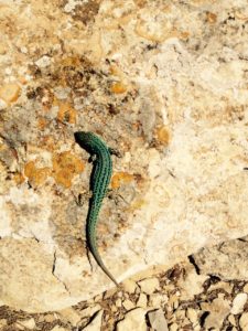 lizard on cliff top Formentera