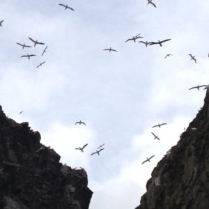 Gannets over the Bass Rock