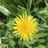 Dandelion.