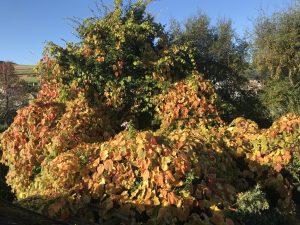 Cognis Vitae climbing over Hornbeam